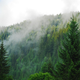 Illustration for article titled TIL: Its Coniferous Forest Not Carnivorous Forest